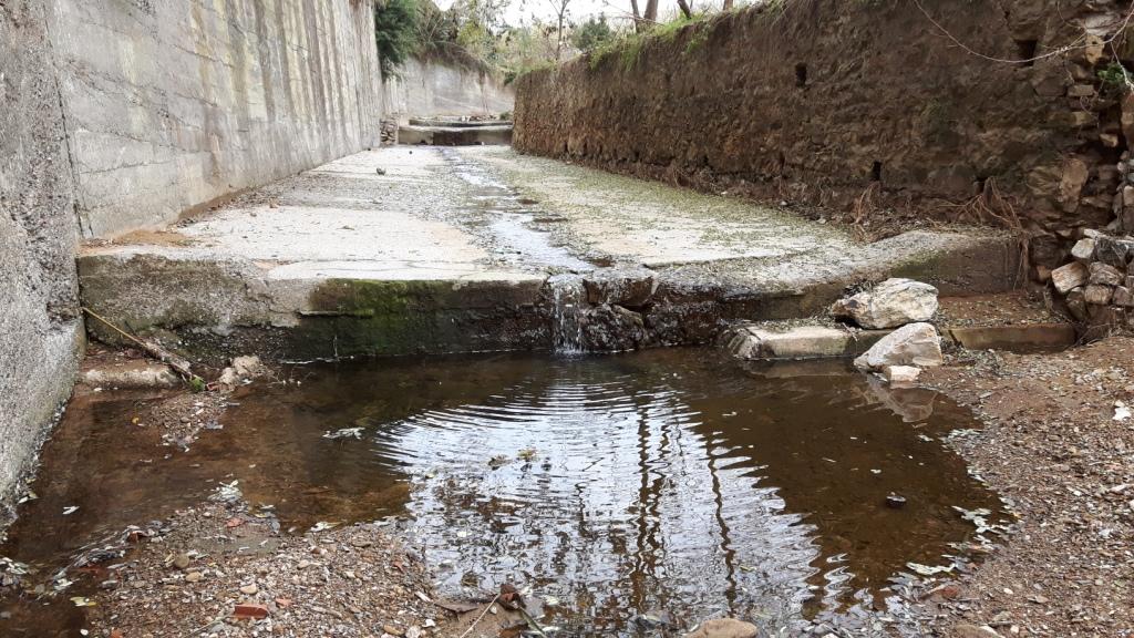 Rio Salivoli (Piombino) - rospi smeraldini in citt!